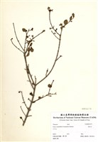 藏品(假柃木)的圖片